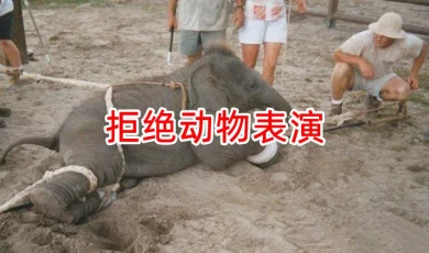 拒绝动物表演，别让它们的痛苦成为你的欢乐