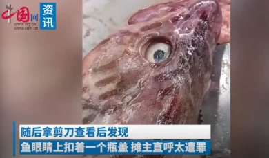 瓶盖嵌入鱼眼，刺痛的不只是生命